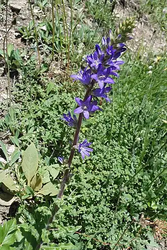 Description de l'image Campanula spicata Ferden-7.jpg.
