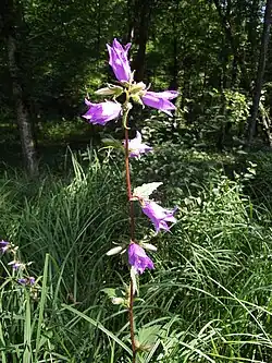 Campanule gantelée (Campanula trachelium) ; grande campanule à la tige robuste.