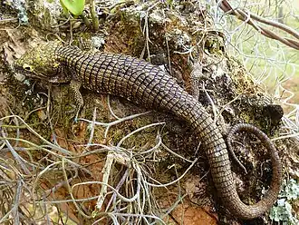 Description de l'image Campbell's Alligator Lizard imported from iNaturalist photo 1461535 on 19 June 2023.jpg.