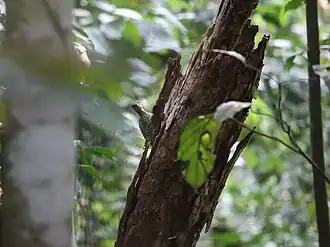 Description de l'image Campethera nivosa 253595800.jpg.