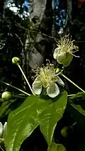 Fleurs de Campomanesia aromatica.