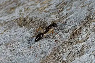 Description de l'image Camponotus elegans imported from iNaturalist photo 10958409 on 17 February 2024.jpg.