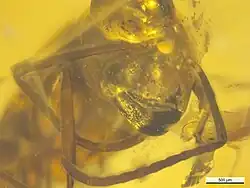 NHMW1984-31-136 tête.