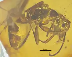 NHMW1984-31-136 profil.