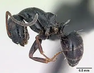 Vue de profil : Camponotus piceus.