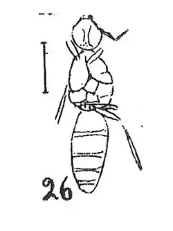 Femelle Förster 1937 N. Théobald éch R291 p. 218 Pl. XV Hyménoptères du Sannoisien de Kleinkembs.
