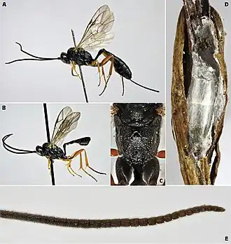 Description de cette image, également commentée ci-après