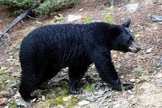 Ursus americanus