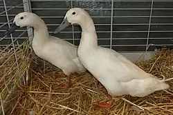 Couple de Canard de Forest blanc
