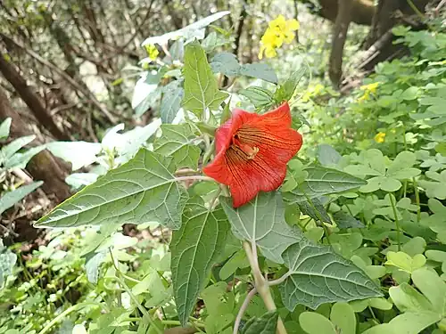 Description de cette image, également commentée ci-après