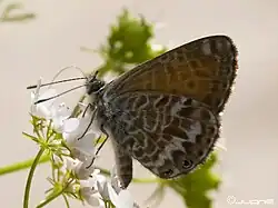 Leptotes webbianus