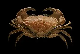 Cancer bellianus&nbsp;(en), un crabe (Malacostraca)