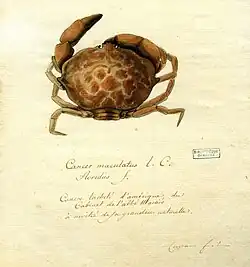 Georges Cuvier, Cancre tacheté d'Amérique