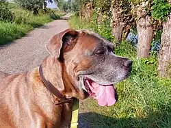 Cane Corso 11 ans ( fauve foncé)