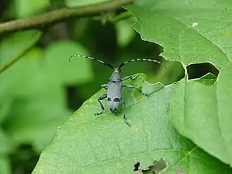Description de l'image Canidia cincticornis 303036809.jpg.