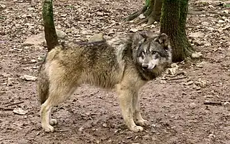 Image illustrative de l’article Parc animalier de Gramat