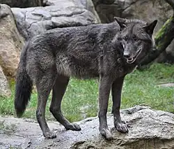 Loup gris noir (Canis lupus) dans le parc animalier de Lüneburg Heath, Allemagne.