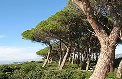 Pins sur l'île Sainte-Marguerite.
