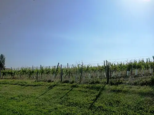 Vignes de l'AOC Pacherenc-du-vic-bilh.