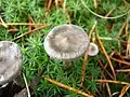 Cantharellula umbonata, champignon à chapeau umboné