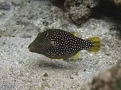 Canthigaster natalensis