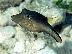 Canthigaster rostrata