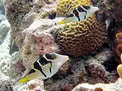 Deux canthigasters à selles (Canthigaster valentini)