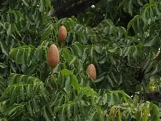 Swietenia macrophylla