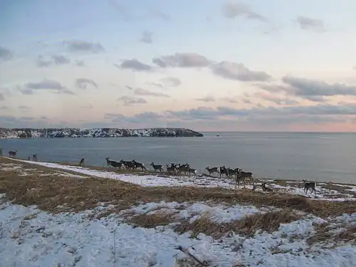 Harde de cerfs sika au bord de l'océan Pacifique dans la sous-préfecture de Nemuro en février 2010.