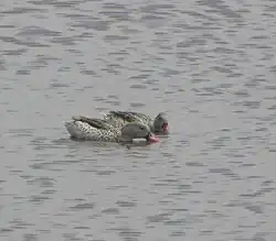 Au Serengeti (Plaine du Serengeti)