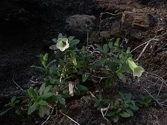 Description de l'image Cape Verde White Bellflower imported from iNaturalist photo 122411031 on 20 April 2022.jpg.