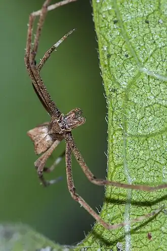 Description de l'image Cape camel-back spider (Menneus capensis) 3.jpg.