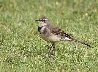 Description de l'image Cape_wagtail_(8035546025).jpg.