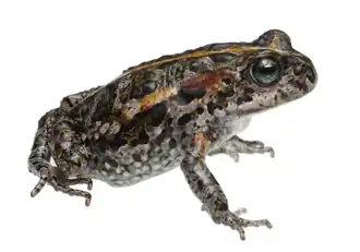 Description de l'image Capensibufo magistratus 220616753.png.