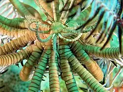 Gros-plan sur le centrodorsal