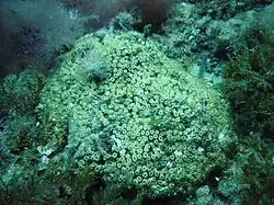 Cladocora caespitosa en Méditerranée française.