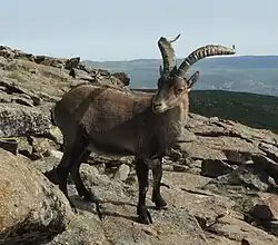 Bouquetin ibérique dans le PN des Pyrénées