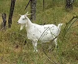 Chèvre domestique.