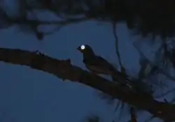  Photo prise de nuit. Sur fond bleu nuit du ciel se découpent en ombres chinoises des aiguilles de pin et une branche sur laquelle est posé un oiseau, dont l'œil renvoie une lumière blanche ronde.