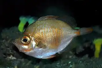 Capros aper (Caproidae)