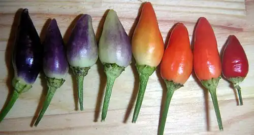 Capsicum annuum.