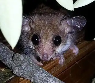 Description de l'image Captive southwestern pygmy possum at Cleland Wildlife Park, South Australia 2013.jpg.