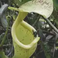 Calliphora spp en position dangereuse sur Nepenthes rafflesiana.