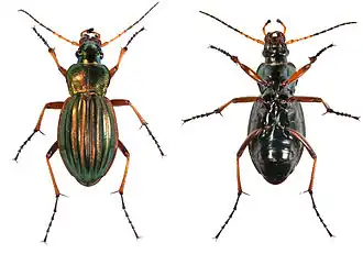 Description de cette image, également commentée ci-après