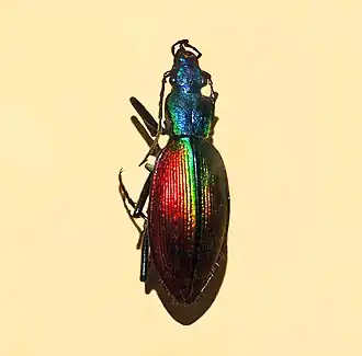 Description de cette image, également commentée ci-après