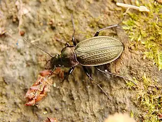 Carabus cancellatus.