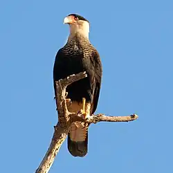 Caracara huppé (Polyborus plancus)
