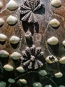 Carapace de tortue incrustée de coquillages (détail).