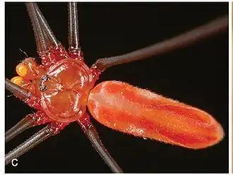 Description de l'image Carapoia rubra Pholcidae (10.3897-zookeys.789.22781) Figure 5.jpg.