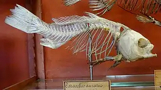Squelette de Carassius auratus conservé au Muséum national d'histoire naturelle à Paris.